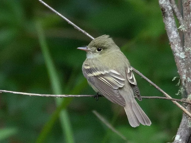 Acadian Flycatcher (Empidonax virescens)