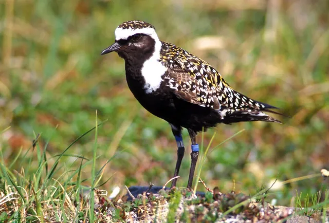 American Golden Plover (Pluvialis dominica)