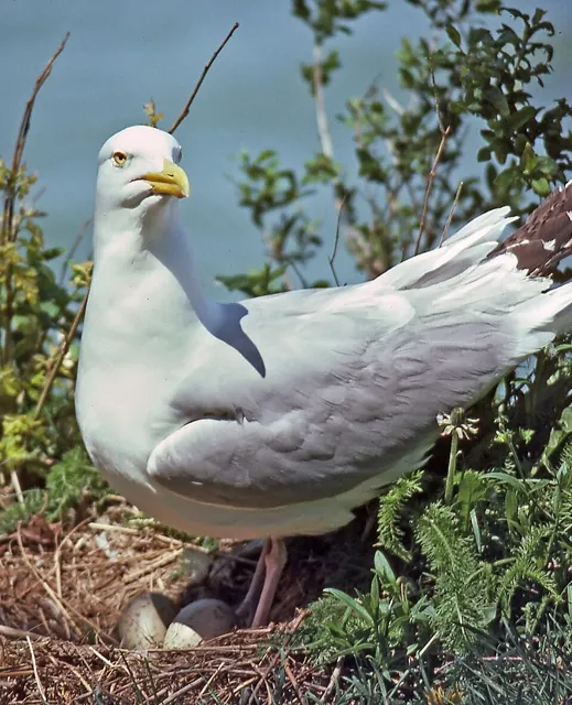 American Herring Gull (Larus smithsonianus)