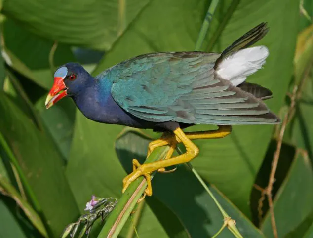 American Purple Gallinule (Porphyrio martinica)
