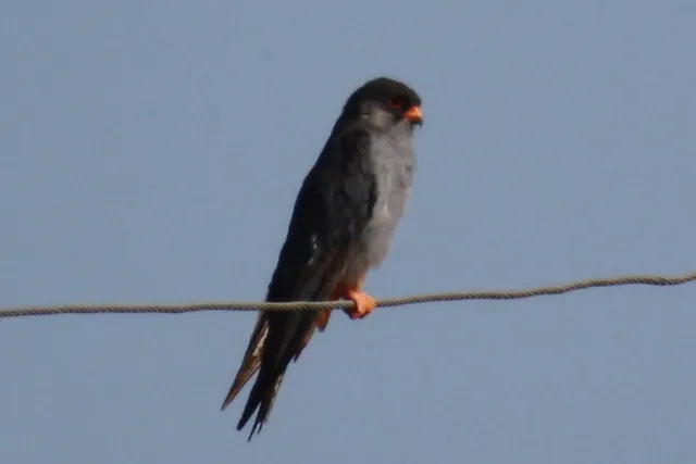 Amur Falcon (Falco amurensis)