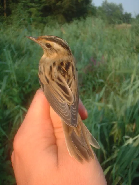 Aquatic Warbler (Acrocephalus paludicola)