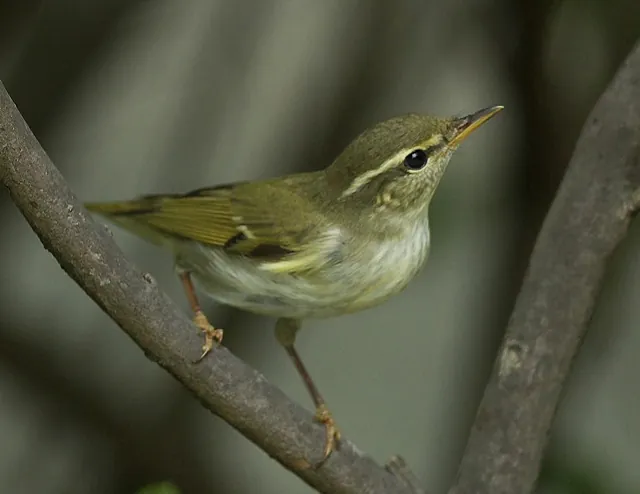 Arctic Warbler (Phylloscopus borealis)