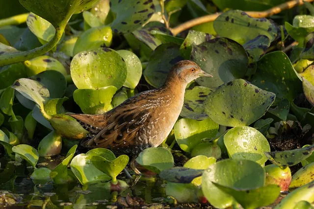Baillon's Crake (Zapornia pusilla)