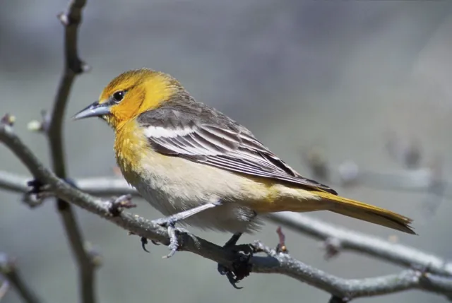 Baltimore Oriole (Icterus galbula)