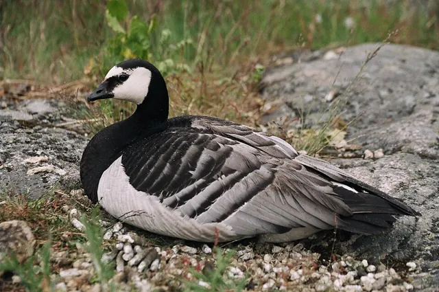 Barnacle Goose (Branta leucopsis)