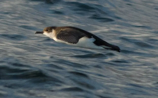 Barolo Shearwater (Puffinus baroli)