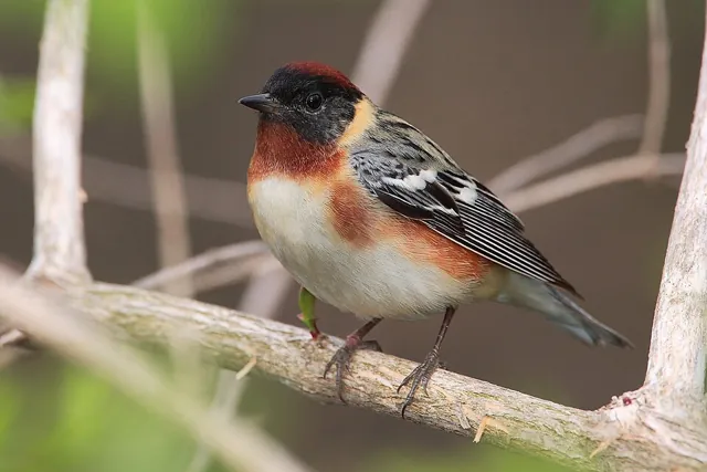 Bay-breasted Warbler (Setophaga castanea)