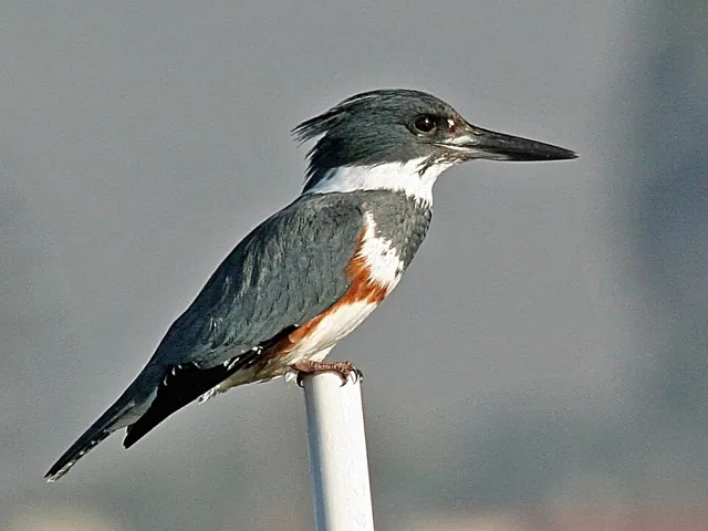 Belted Kingfisher (Megaceryle alcyon)