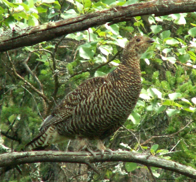 Black Grouse (Lyrurus tetrix)