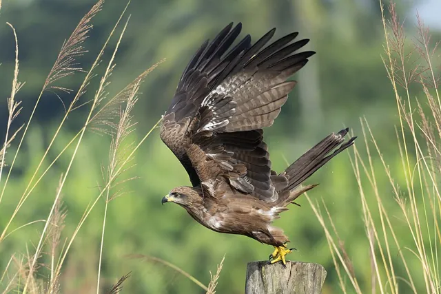 Black Kite (Milvus migrans)