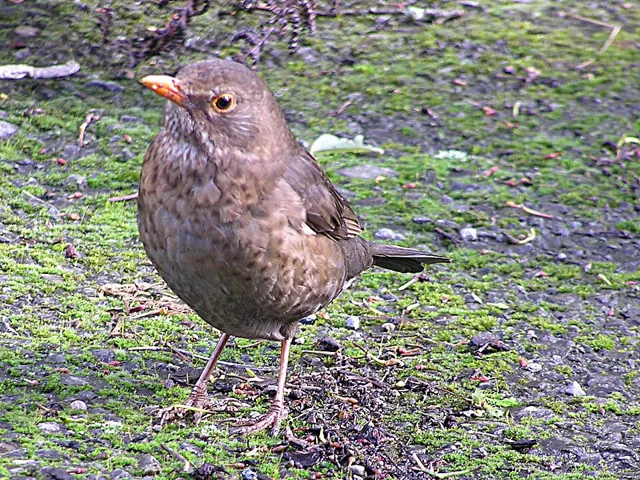 Blackbird (Turdus merula)