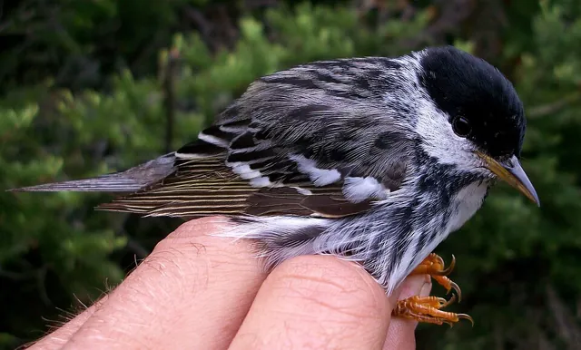 Blackpoll Warbler (Setophaga striata)