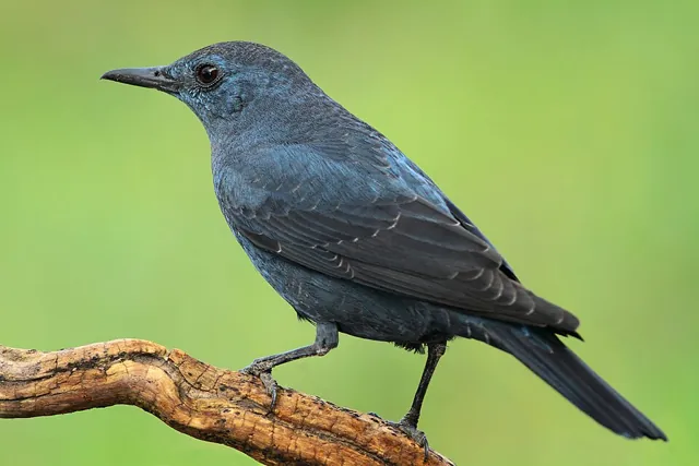 Blue Rock Thrush (Monticola solitarius)