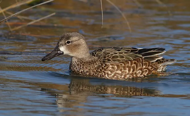Blue-winged Teal (Spatula discors)