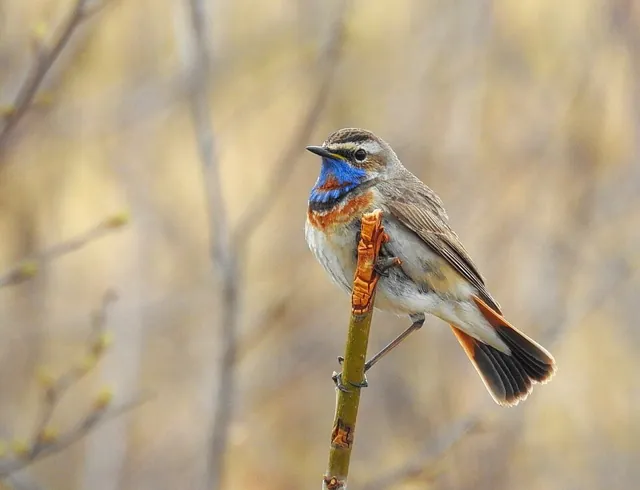 Bluethroat (Luscinia svecica)