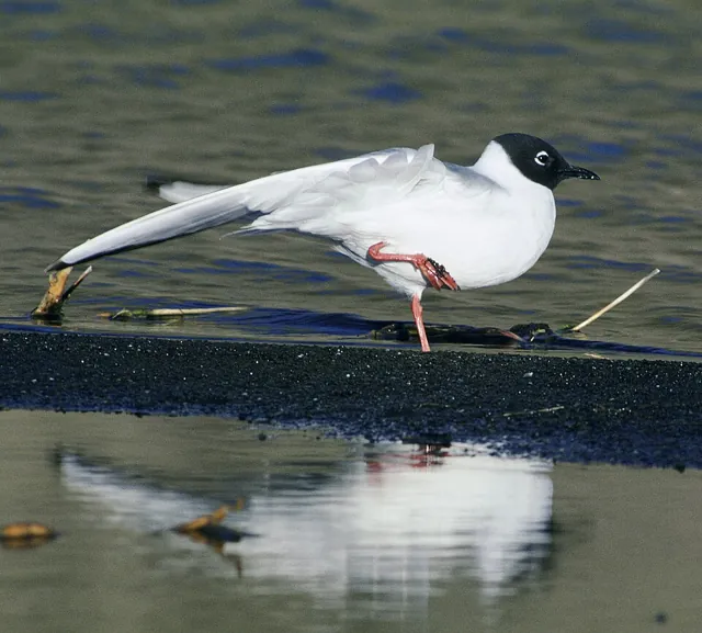 Bonaparte's Gull (Chroicocephalus philadelphia)