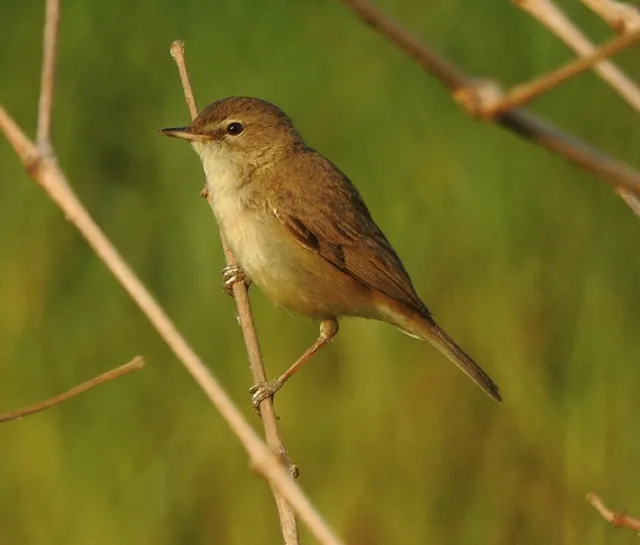 Booted Warbler (Iduna caligata)