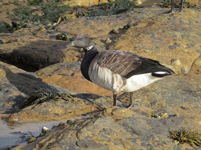 Brent Goose (Branta bernicla)