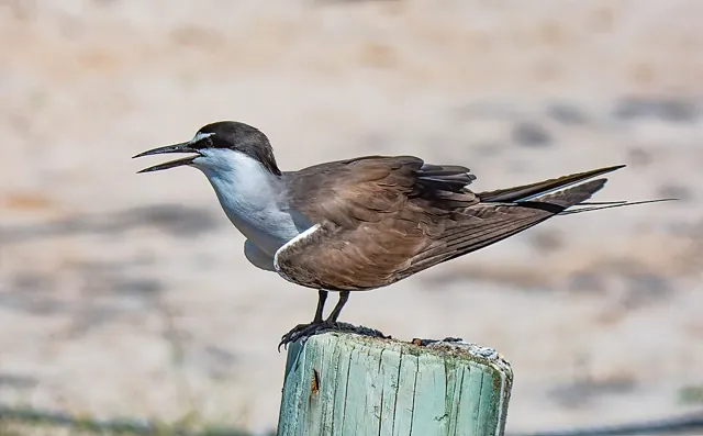 Bridled Tern (Onychoprion anaethetus)