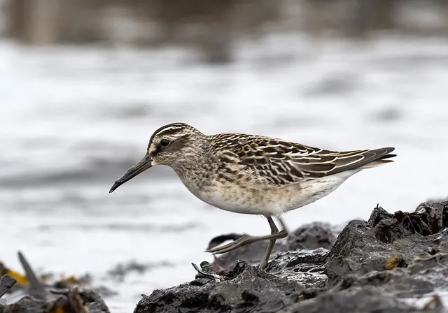 Broad-billed Sandpiper (Calidris falcinellus)