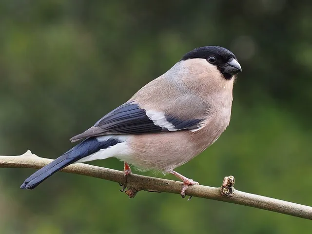 Bullfinch (Pyrrhula pyrrhula)