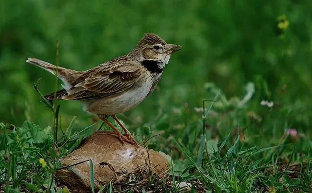 Calandra Lark (Melanocorypha calandra)
