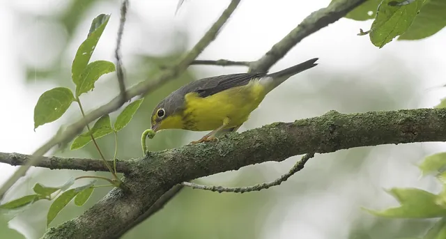 Canada Warbler (Cardellina canadensis)