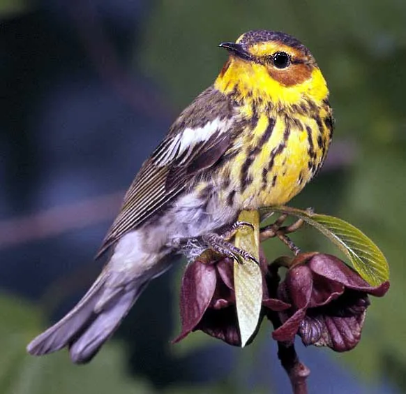Cape May Warbler (Setophaga tigrina)