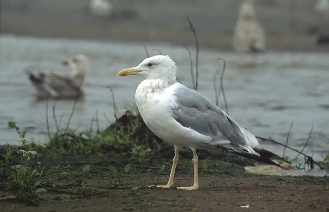 Caspian Gull (Larus cachinnans)