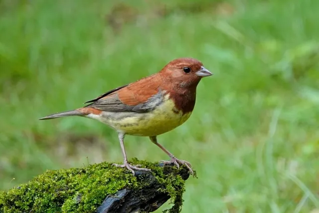 Chestnut Bunting (Emberiza rutila)