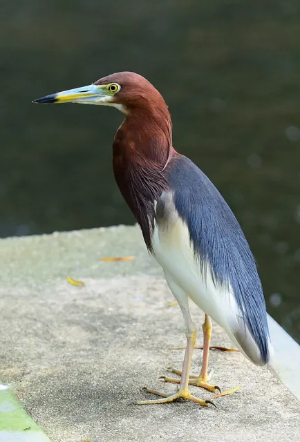 Chinese Pond Heron (Ardeola bacchus)