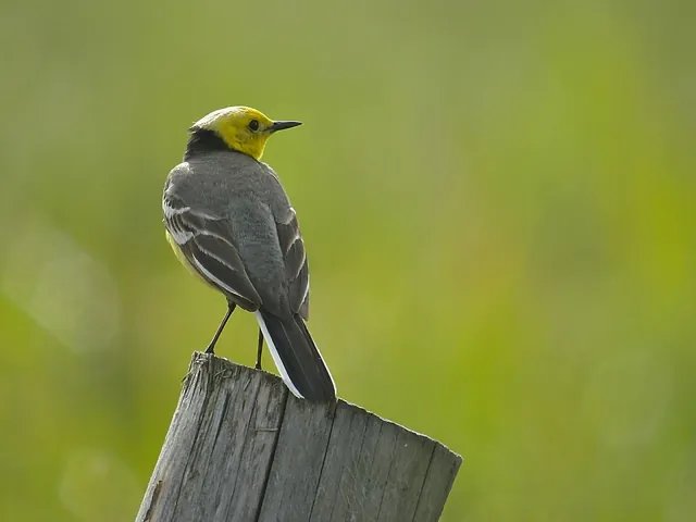 Citrine Wagtail (Motacilla citreola)