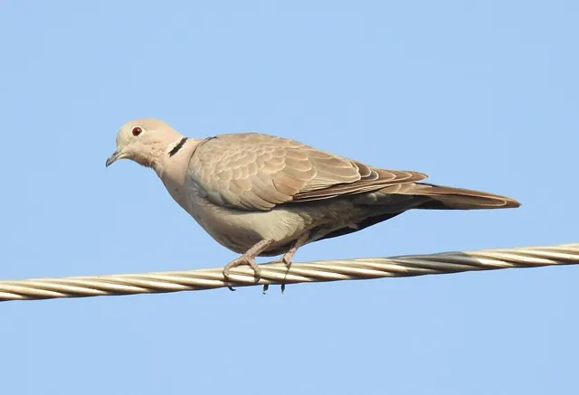 Collared Dove (Streptopelia decaocto)