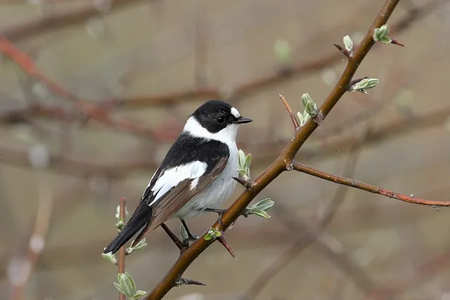 Collared Flycatcher (Ficedula albicollis)