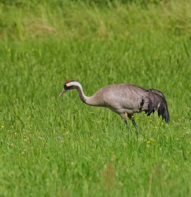 Common Crane (Grus grus)