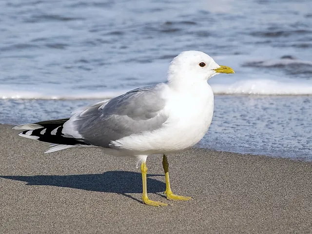 Common Gull (Larus canus)