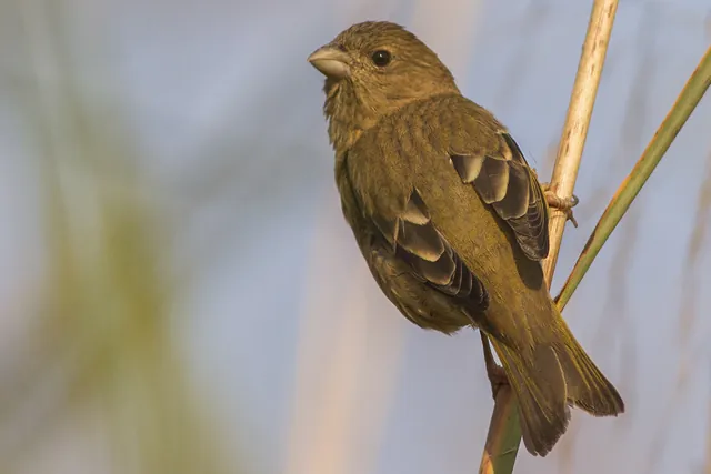 Common Rosefinch (Carpodacus erythrinus)