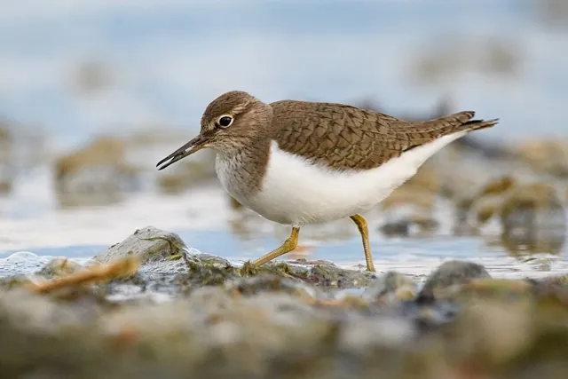 Common Sandpiper (Actitis hypoleucos)