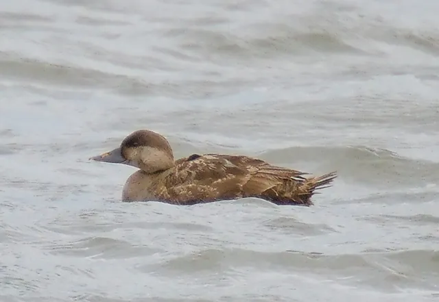 Common Scoter (Melanitta nigra)