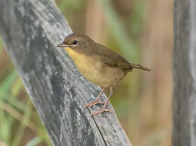 Common Yellowthroat (Geothlypis trichas)