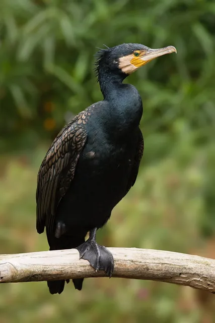 Cormorant (Phalacrocorax carbo)