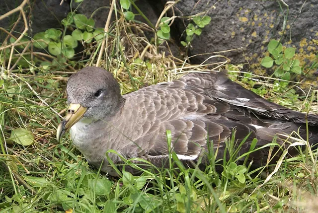 Cory's Shearwater (Calonectris borealis)