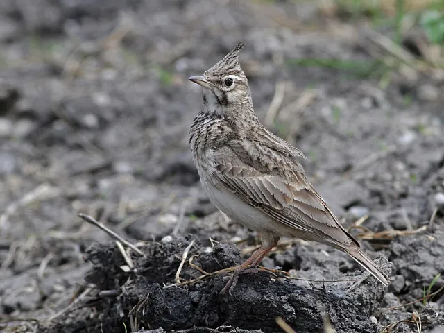 Crested Lark (Galerida cristata)