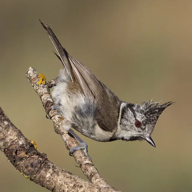 Crested Tit (Lophophanes cristatus)