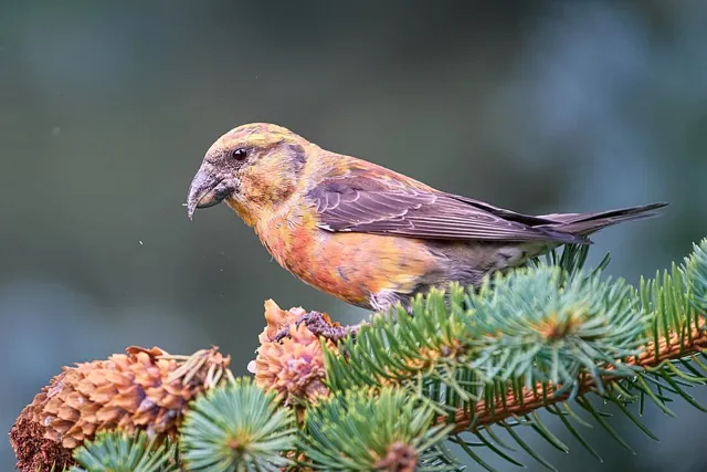 Crossbill (Loxia curvirostra)