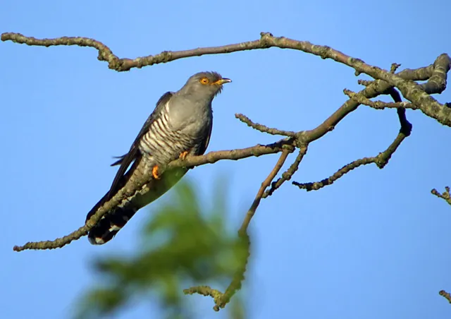 Cuckoo (Cuculus canorus)