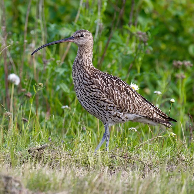 Curlew (Numenius arquata)