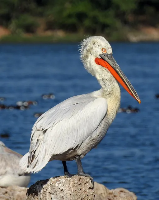 Dalmatian Pelican (Pelecanus crispus)
