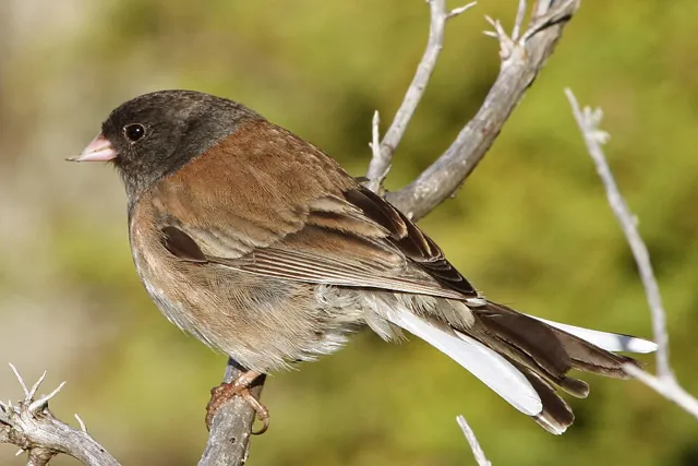 Dark-eyed Junco (Junco hyemalis)